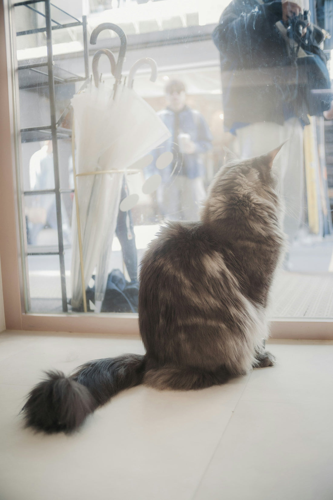 Fluffy cat sitting indoors beside a window
