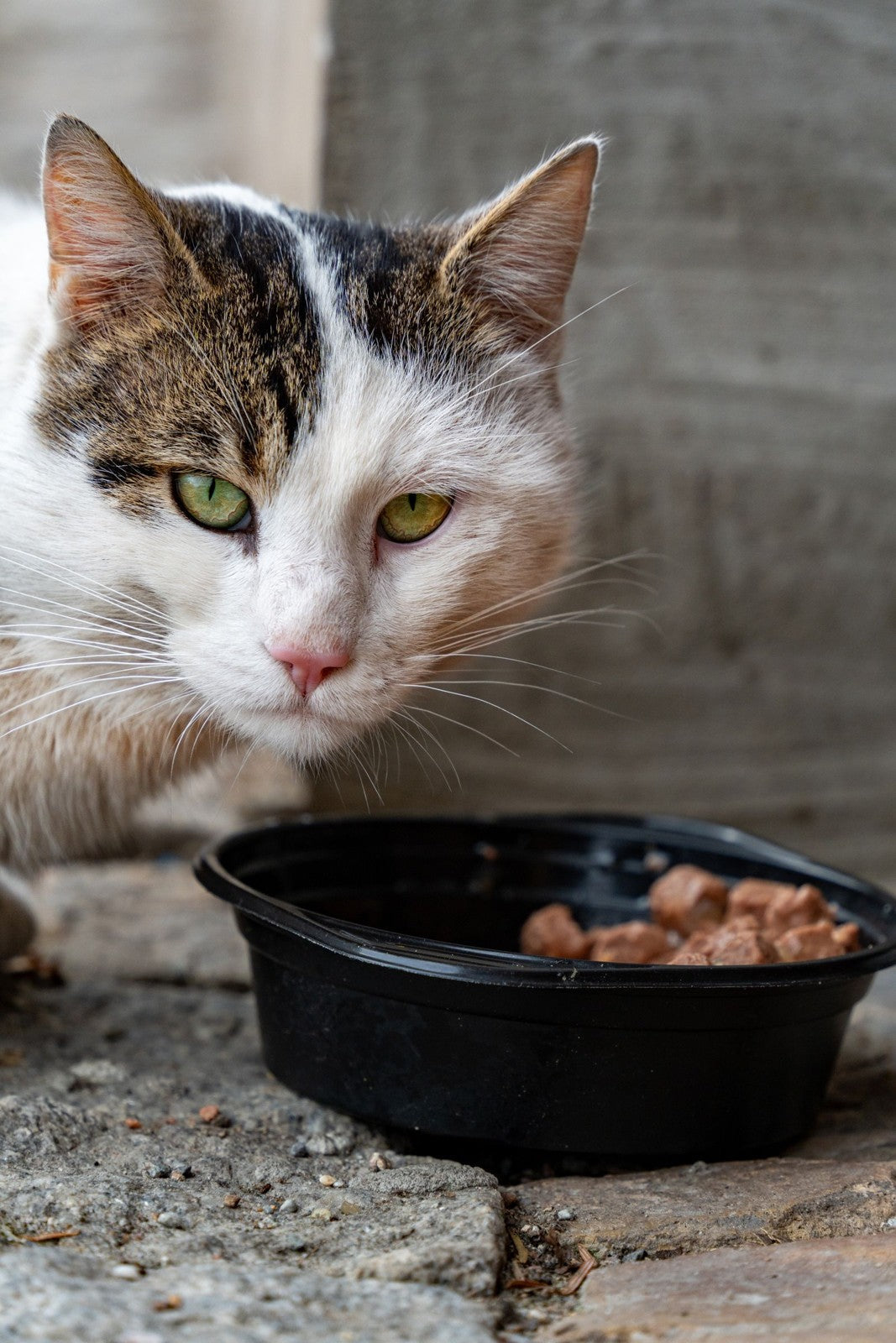 White and tabby cat beside a black bowl containing chunky cat food