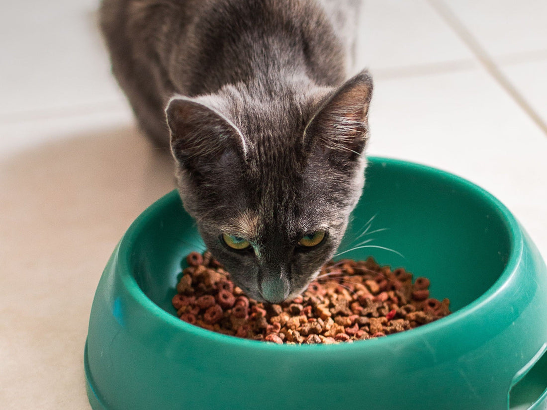 Grey cat eating food from a green bowl