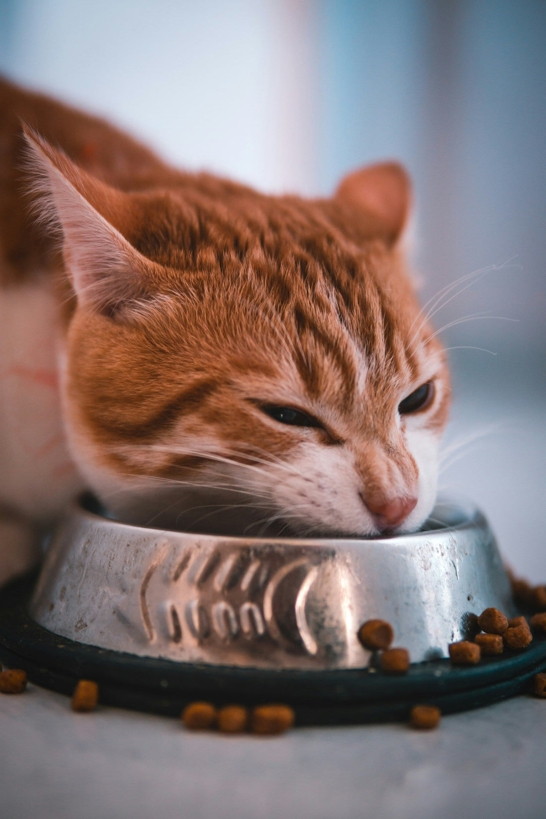 Orange cat eating from its food bowl
