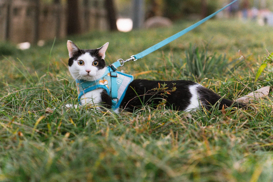 Black-and-white cat wearing a blue harness and leash while resting on grass