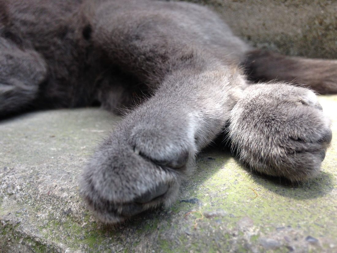 Grey cat resting with its back paws visible