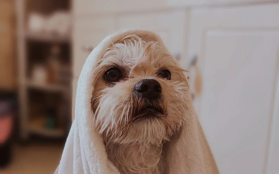 Small wet dog wrapped in a white towel after a bath