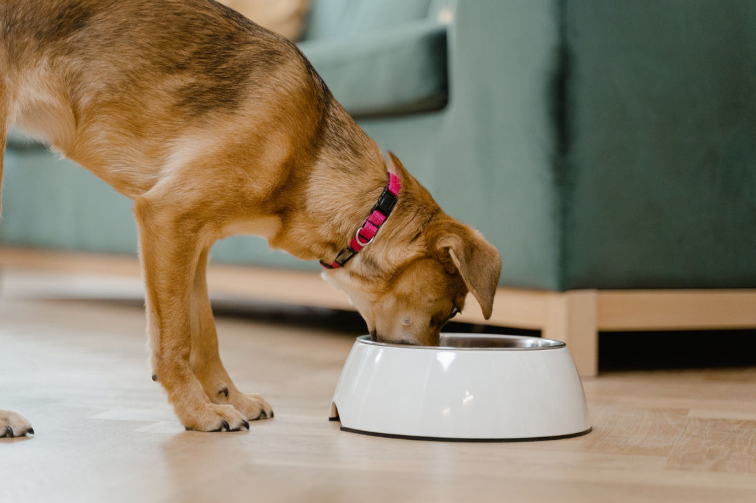 Brown dog wearing a pink collar eating from a white food bowl indoors