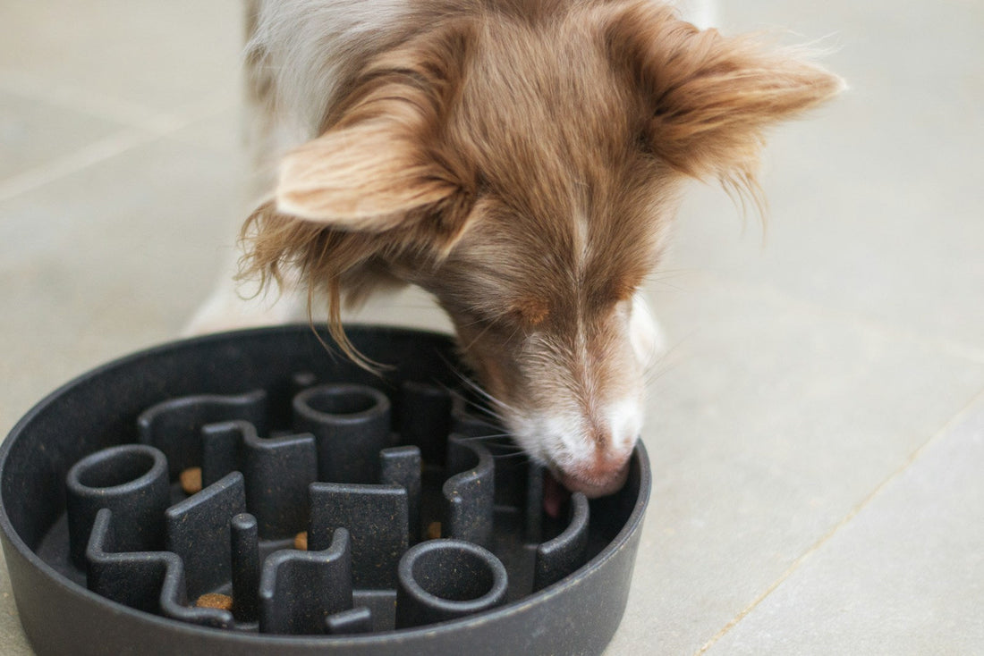 Brown and white dog eating kibble from a black slow-feeder bowl