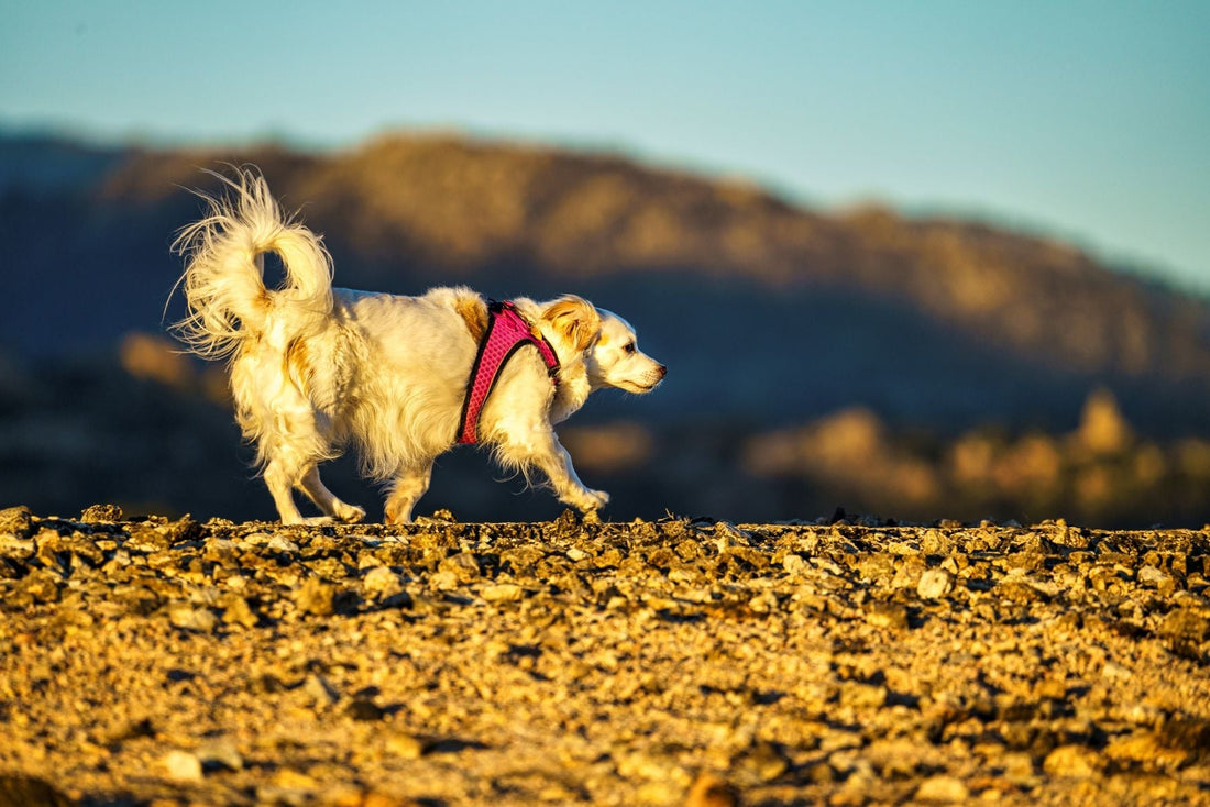Small white dog walking outdoors in a pink body harness