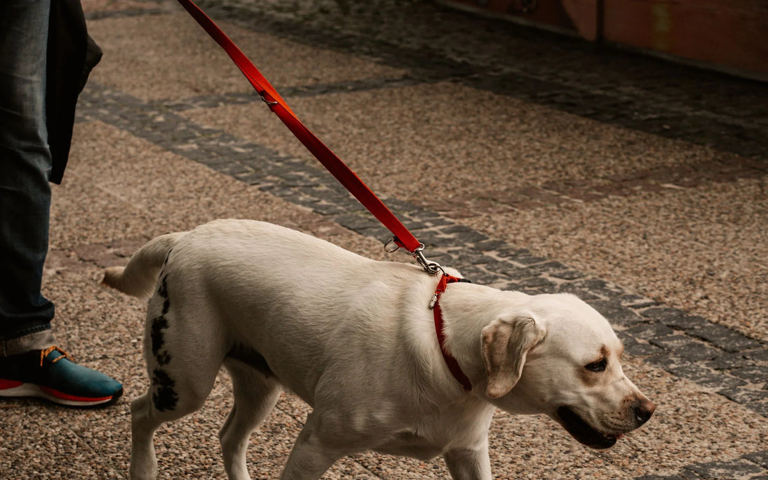 White dog walking on a red leash beside its owner on a city pavement