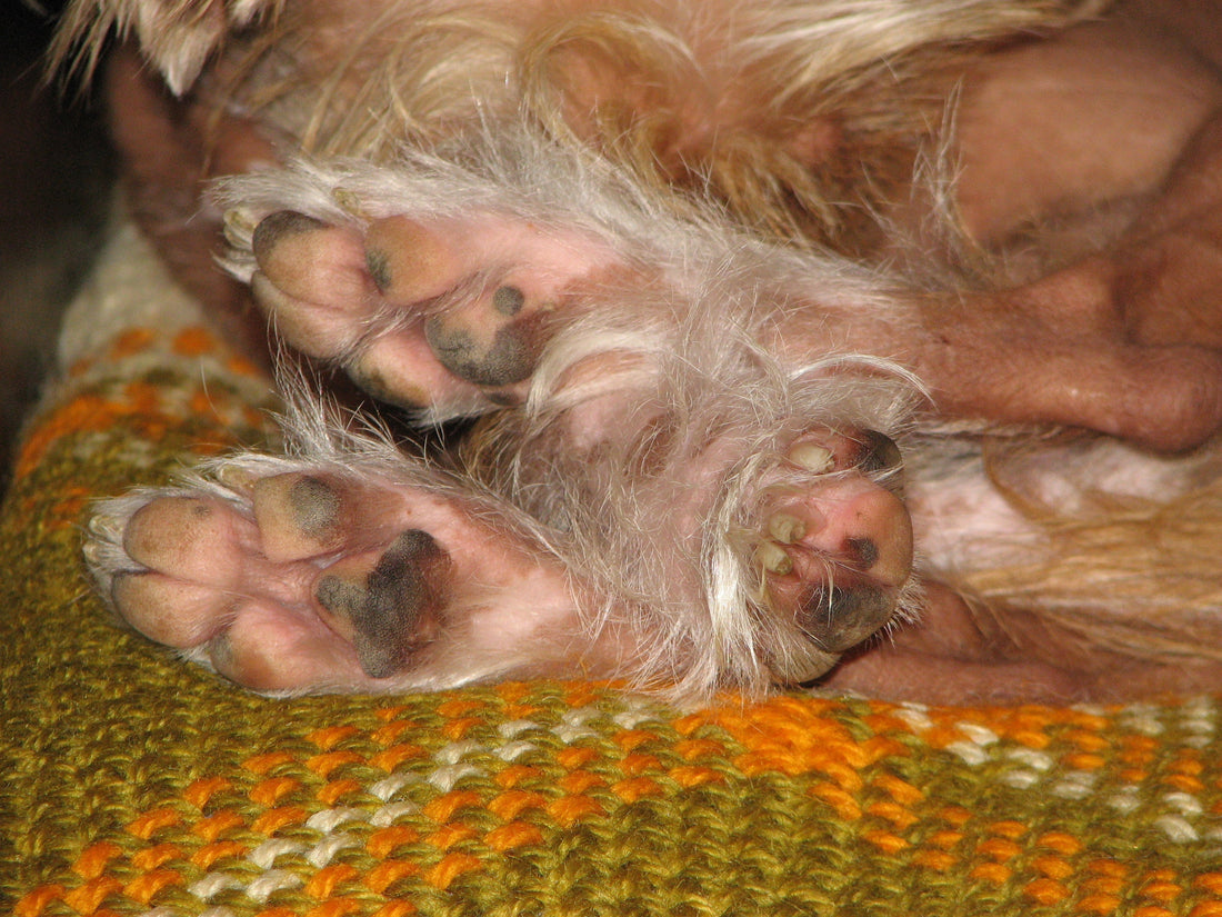 Resting dog with visible paws