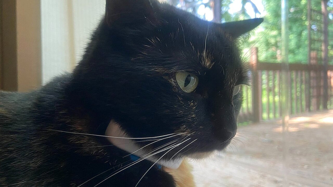 How to Choose a Safe Cat Collar: Breakaway Types, Fit and Identification