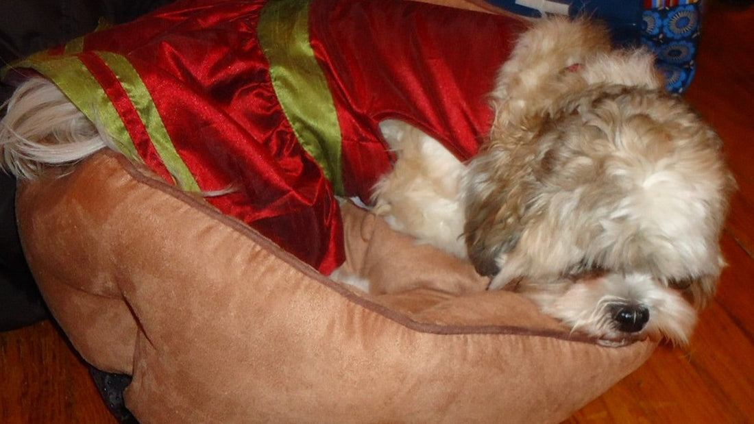 Small dog resting in a cushioned dog bed