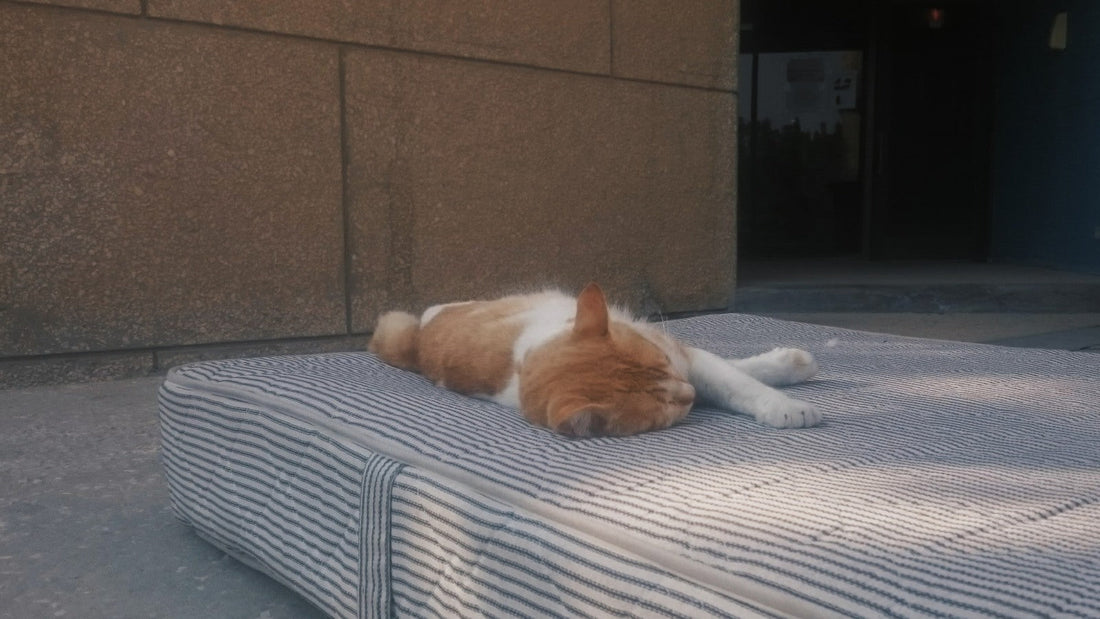 Orange and white cat stretched out asleep on a cushioned bed