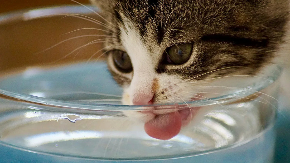 Tabby cat drinking fresh water from a clear bowl