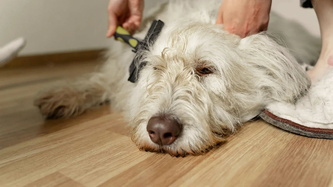 Person gently brushing a white dog's coat at home