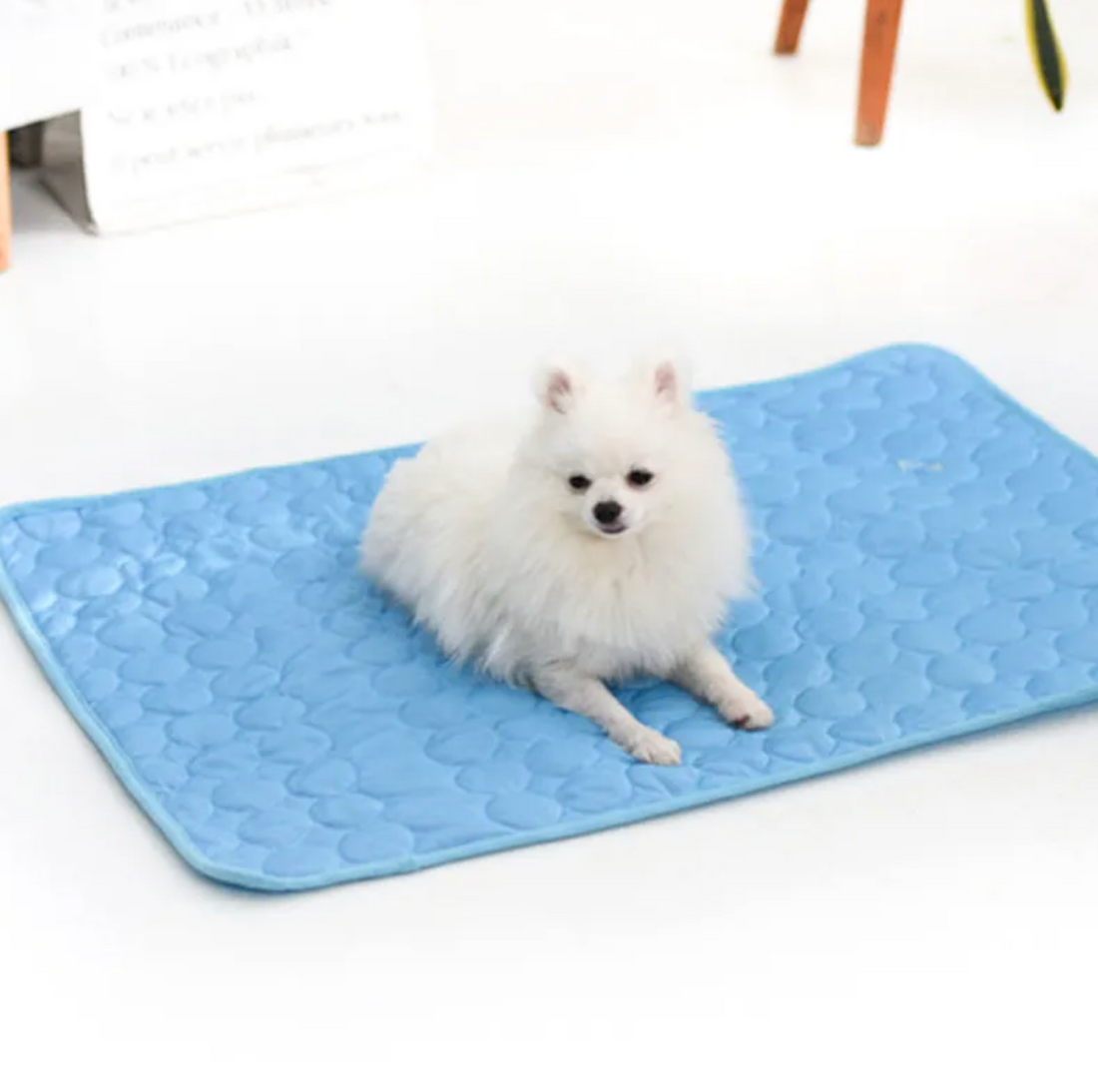 Small white dog resting on a blue Pawtovia fabric cooling mat
