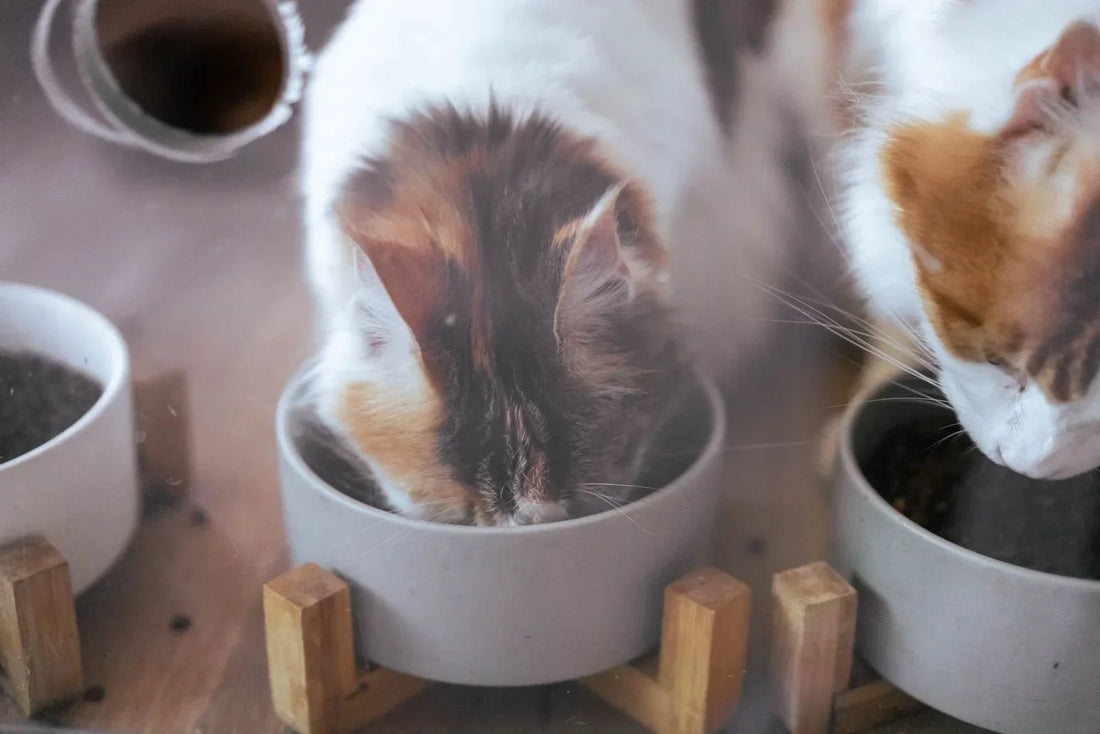 Two cats eating from separate bowls at home