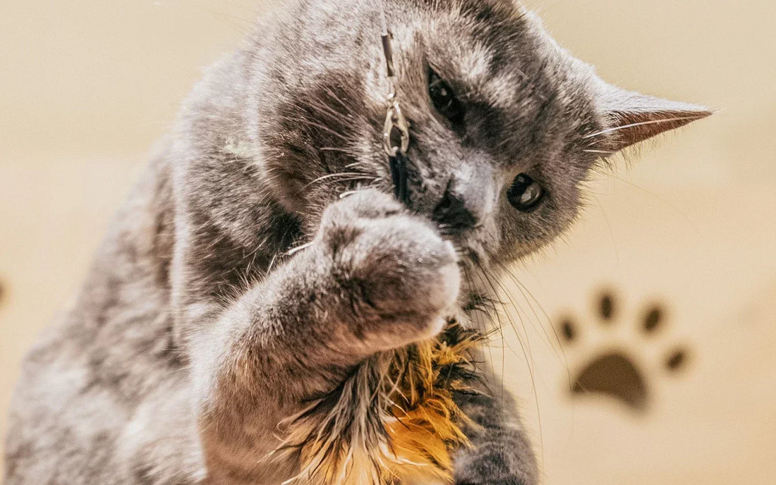 Gray cat reaching toward a feather toy during supervised indoor play