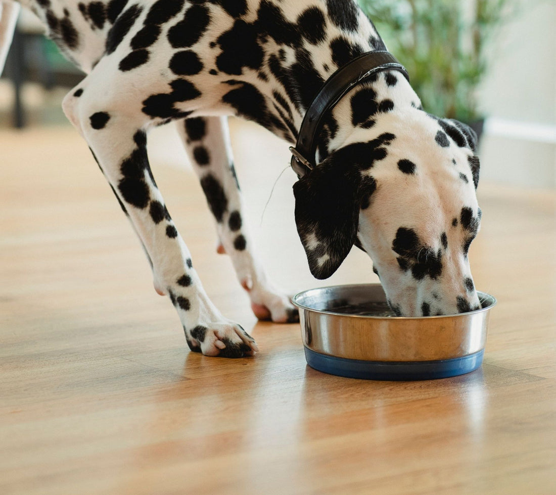 Spotted Dalmatian eating from a stainless steel bowl on a wooden floor